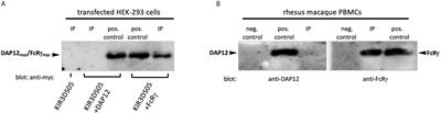Rhesus Macaque Activating Killer Immunoglobulin-Like Receptors Associate With Fc Receptor Gamma (FCER1G) and Not With DAP12 Adaptor Proteins Resulting in Stabilized Expression and Enabling Signal Transduction